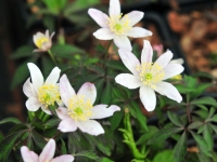 Palest pink flowers and lightly bronzed new foliage